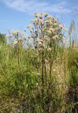 Erigeron uralensis. Плодоносящее растение. Архангельская обл., Вельский р-н, окр. пос. Усть-Шоноша, ж.-д. насыпь. 10.07.2010.