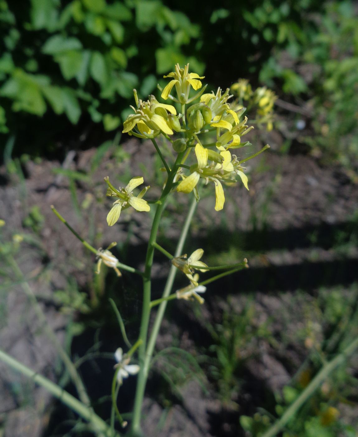 Изображение особи Sisymbrium altissimum.