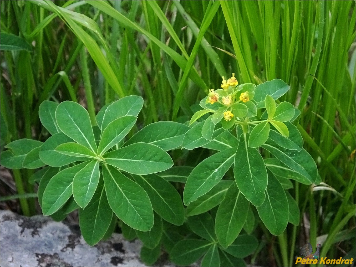 Изображение особи Euphorbia angulata.