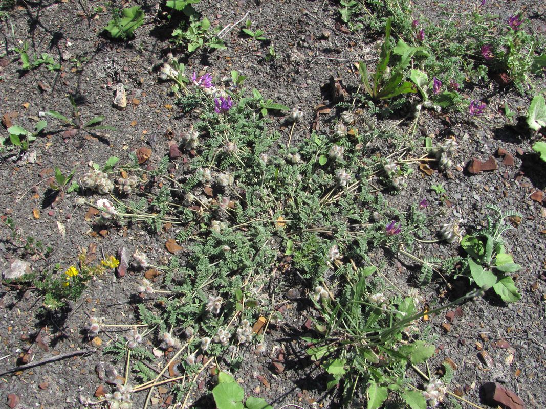 Изображение особи Astragalus lasioglottis.