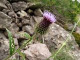 Syreitschikovia spinulosa. Верхняя часть побега с соцветием. Казахстан, Туркестанская обл., Толебийский р-н, территория Сайрам-Угамского национального парка; Угамский хребет, выс. ок. 1850 м н.у.м., дол. р. Сайрам-су, скалы. 02.07.2019.