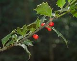 Ilex colchica. Плодоносящий побег. Краснодарский край, МО город-курорт Сочи, Адлерский р-н, Краснополянский поселковый округ, южный склон хр. Аибга, долина р. Менделиха, 1470 м н.у.м. 5 октября 2019 г.