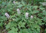 Tiarella cordifolia