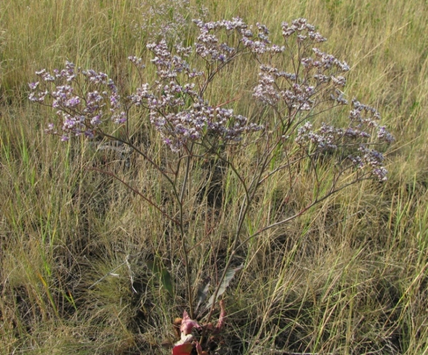 Изображение особи Limonium sareptanum.