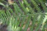 Athyrium filix-femina