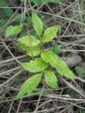 Clematis vitalba