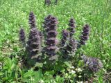 Ajuga orientalis