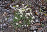 Schivereckia podolica. Цветущие растения. Самарская обл., Ставропольский р-н, окр. с. Жигули, гора Лепёшка, каменистый участок на опушке лиственного леса. 02.05.2021.