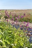 Cirsium heterophyllum. Цветущие растения. Мурманская обл., п-в Рыбачий, побережье Большой Волоковой губы севернее м. Коровий, берег ручья, разнотравный приморский луг. 28.07.2020.