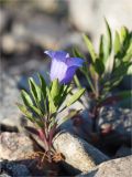 Campanula rotundifolia. Цветущее растение. Мурманская обл., п-в Рыбачий, м. Коровий, россыпь камней у границы с приморским лугом. 28.07.2020.