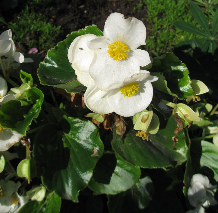 Изображение особи Begonia &times; hortensis.