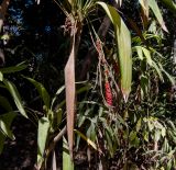 Cordyline petiolaris