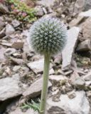 Echinops sphaerocephalus. Верхушка побега с соцветием. Карачаево-Черкесия, Урупский р-н, окр. пос. Дамхурц, правый берег реки Большая Лаба, ≈ 1000 м н.у.м., скальное обнажение. 30.07.2022.