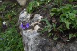 Campanula collina