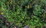 genus Potentilla