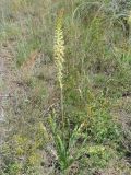 Eremurus altaicus