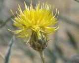 Centaurea salonitana