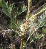 Cuscuta approximata