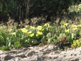 Opuntia humifusa