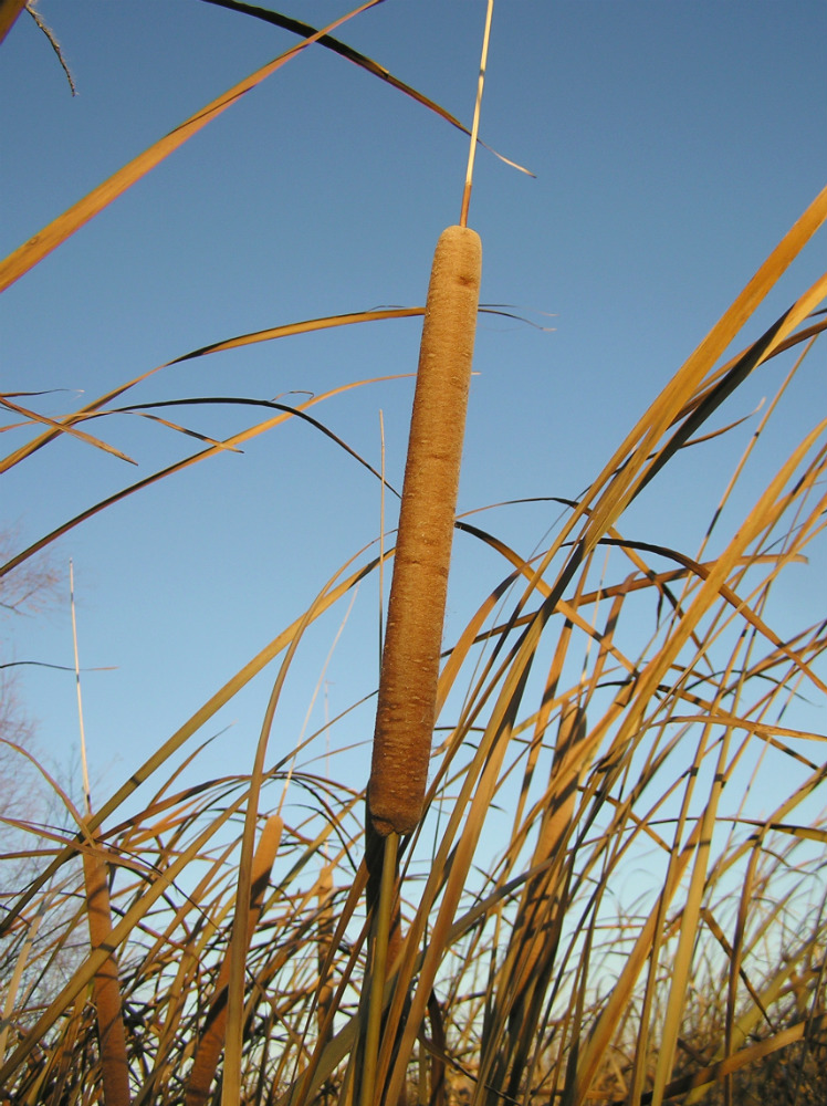 Изображение особи Typha domingensis.