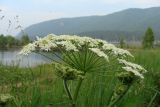 Heracleum dissectum