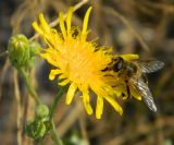 Sonchus arvensis