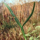 Falcaria vulgaris. Лист. Ростовская обл., Неклиновский р-н, Носовское с/п, Камышовая балка. 09.08.2012.