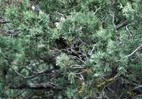 Juniperus polycarpos