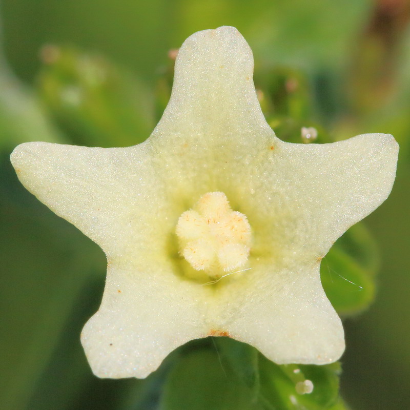 Image of Anchusa ochroleuca specimen.