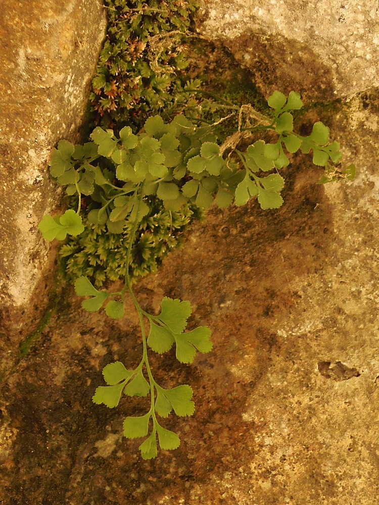 Изображение особи Asplenium ruta-muraria.