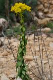 Haplophyllum suaveolens. Верхушка побега с соцветием. Крым, Севастополь, окр. пос. Любимовка. 28 мая 2013 г.