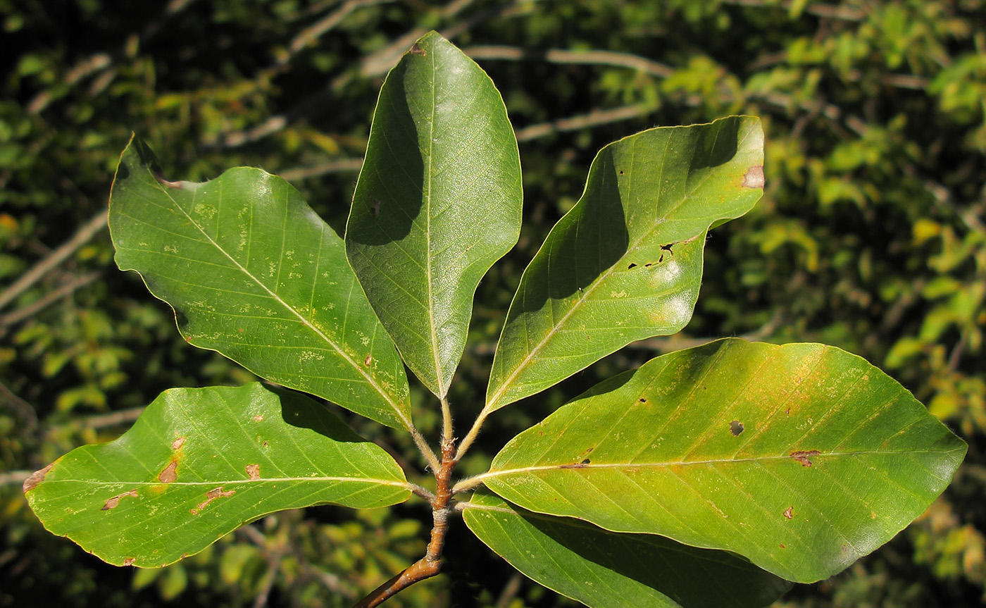 Изображение особи Fagus orientalis.