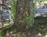 Cercidiphyllum japonicum. Комлевая часть старого дерева. Германия, г. Duisburg, Ботанический сад. 20.09.2013.