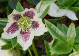 Helleborus caucasicus. Цветок и листья. Германия, г. Кемпен, в парке. 23.02.2014.