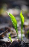 Allium ursinum. Молодые листья. Москва, НАО, Валуевский лесопарк. 17.04.2014.