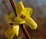 Forsythia europaea