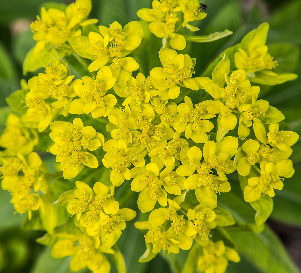 Изображение особи Euphorbia pilosa.