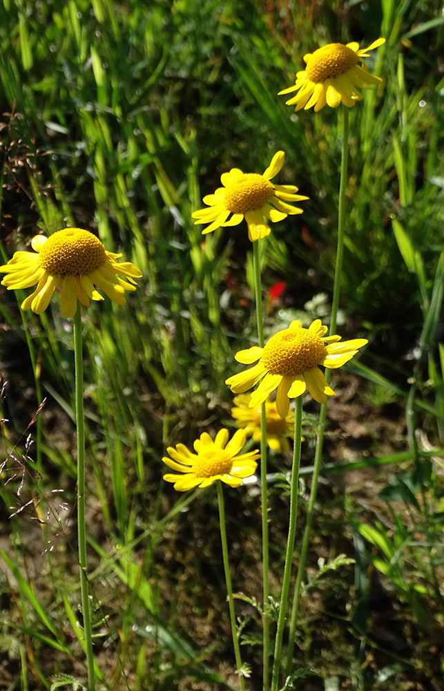 Изображение особи Anthemis tinctoria.