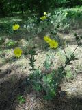 род Potentilla