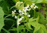 Cardamine leucantha