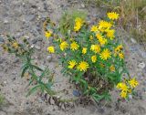 Hieracium umbellatum