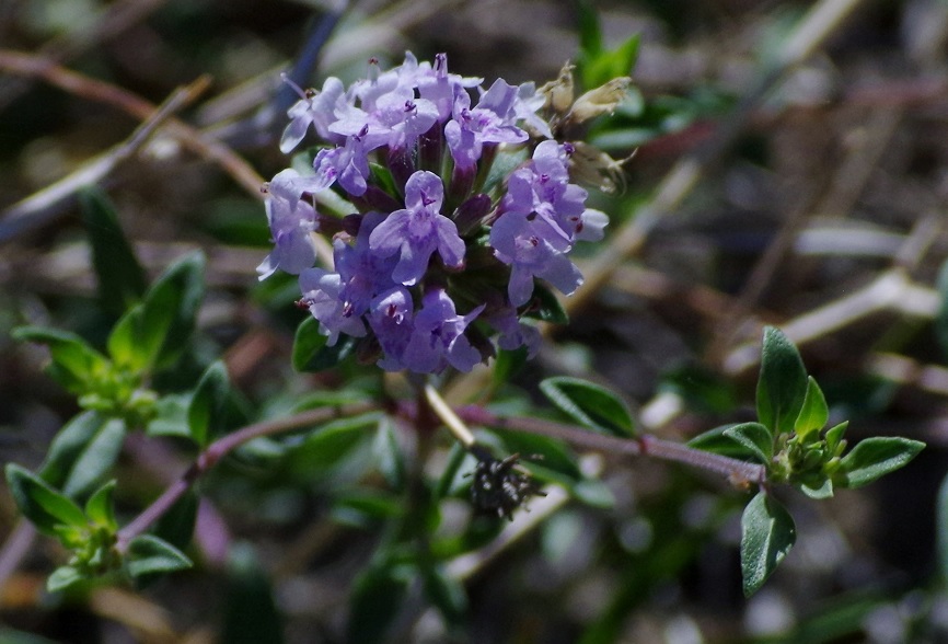 Изображение особи Ziziphora clinopodioides.