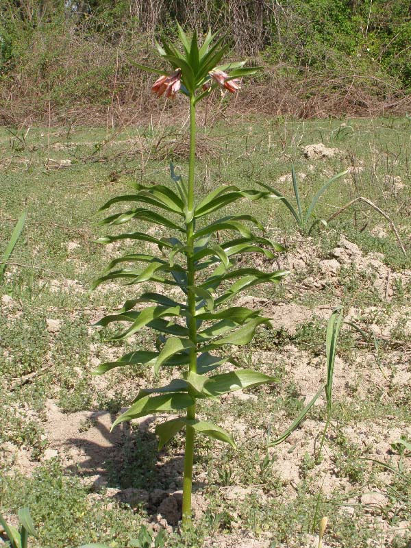 Изображение особи Fritillaria eduardii.