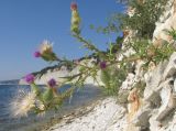 Cirsium vulgare