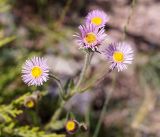 Erigeron pseudoseravschanicus. Верхушки побегов с соцветиями. Кыргызстан, Нарынская обл., левый берег р. Нарын, окр. с. Таш-Башат. 07.07.2015.