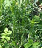 Achillea impatiens