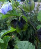 Nicandra physalodes