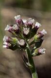 Petasites frigidus