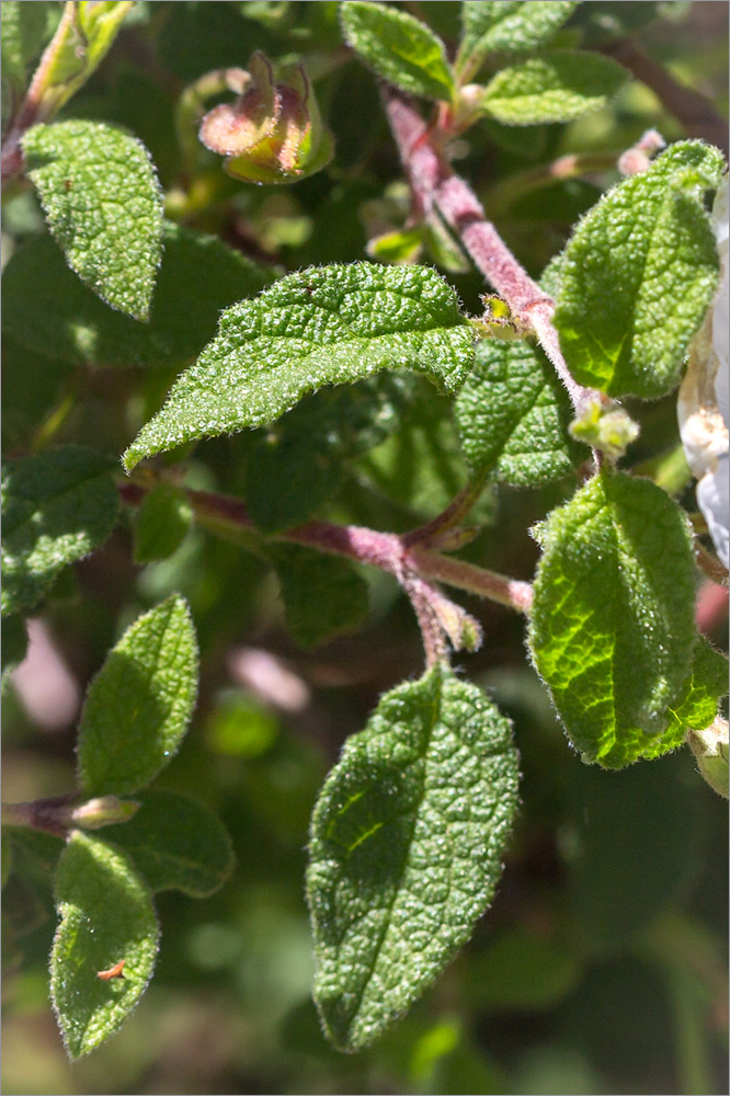 Изображение особи Cistus creticus.