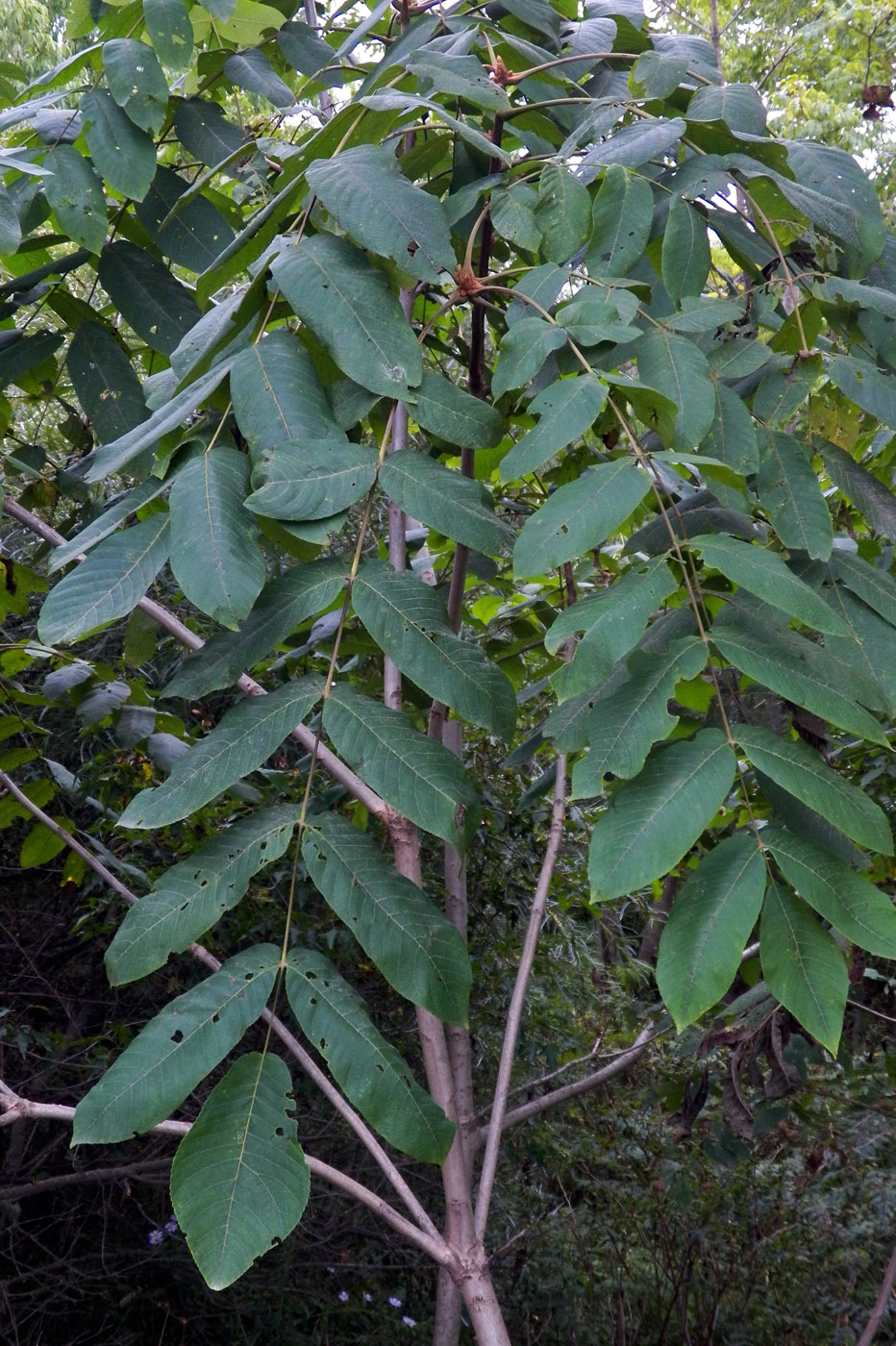 Изображение особи Juglans mandshurica.